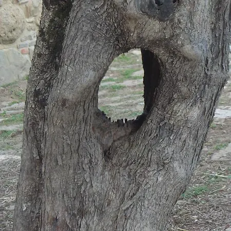 Lantgård Spinaruccoli Cicerale