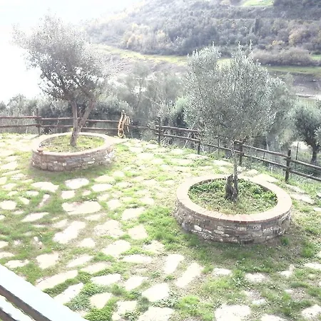 Spinaruccoli *