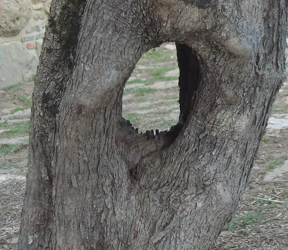 مزرعة للإقامة Spinaruccoli Cicerale